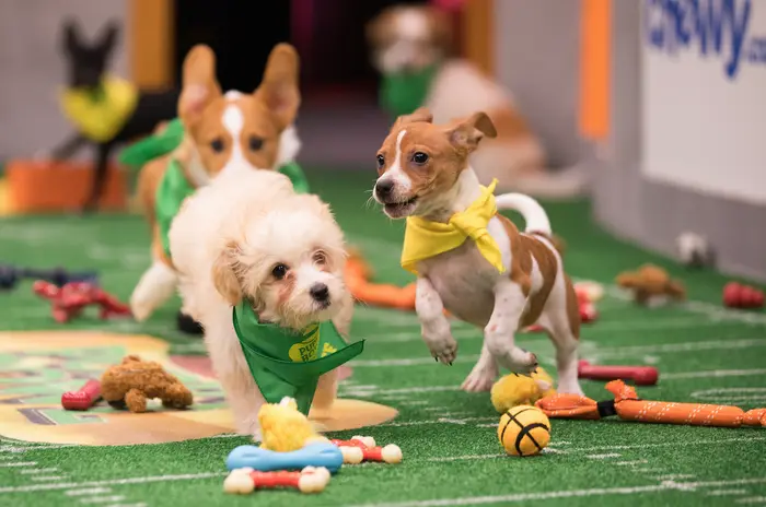 Cara Kerja Puppy Bowl Tidak Semua Tentang Bulu dan Permainan