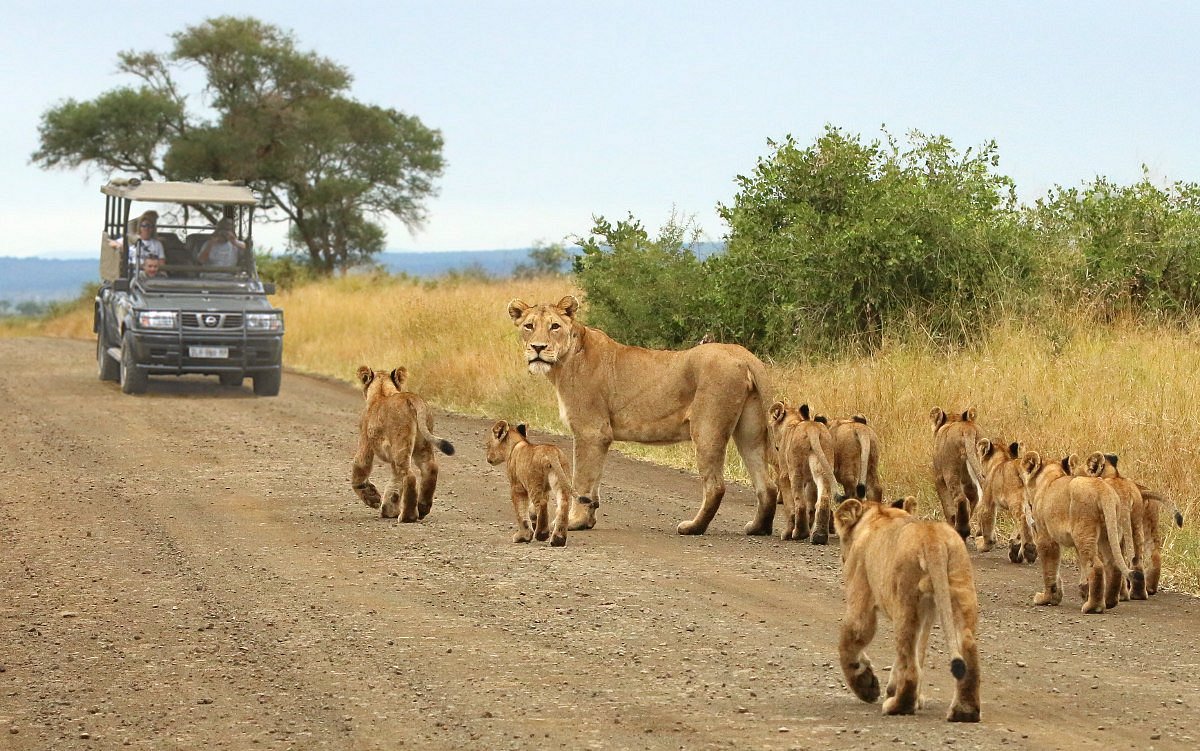 safari-petualangan-pengalaman-di-taman-nasional-kruger-afrika-selatan